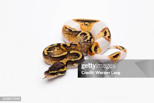 Pastel Piebald Ball Python or Royal Python -Python regius-, female Pastel Piebald Ball Python or Royal Python -Python regius-, female