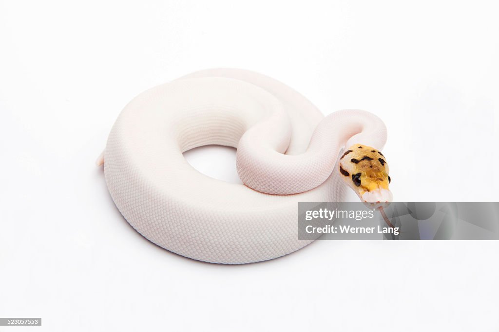 Pied Python Teeth Spider Pied Ball Python