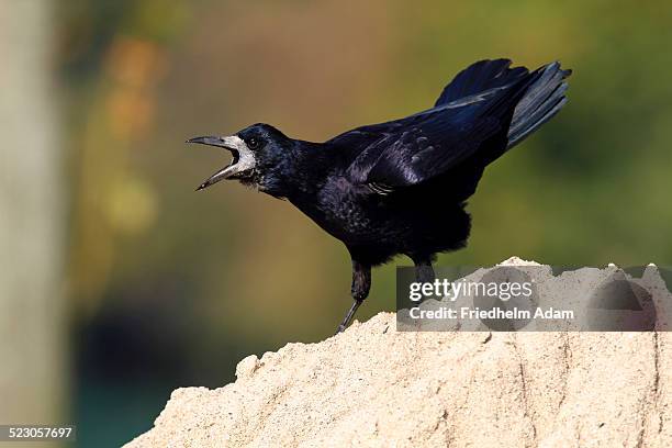 rook -corvus frugilegus-, standing on a sandy mount, calling, baltic island of fehmarn, east holstein, schleswig-holstein, germany, europe - rook - fotografias e filmes do acervo
