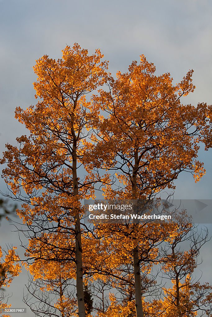 Quaking Aspens, Trembling Aspens -Populus tremuloides-, leaves in fall colours, Indian Summer, autumn, Yukon Territory, Canada