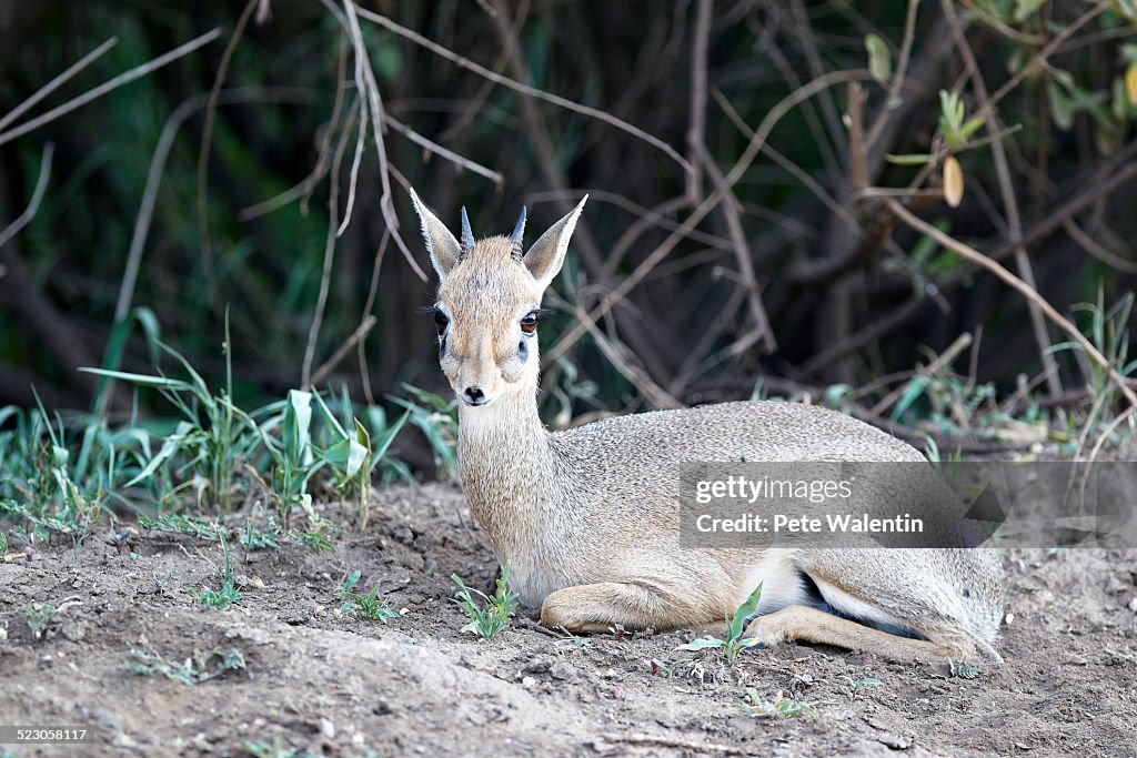 Kirks Dik-dik -Madoqua Kirki-, an African dwarf antelope, Lake Manyara National Park, Tanzania, Africa