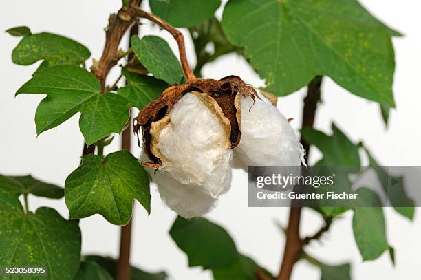 ripe fruit capsules of the cotton plant -gossypium herbaceum- - gossypium herbaceum stock pictures, royalty-free photos & images