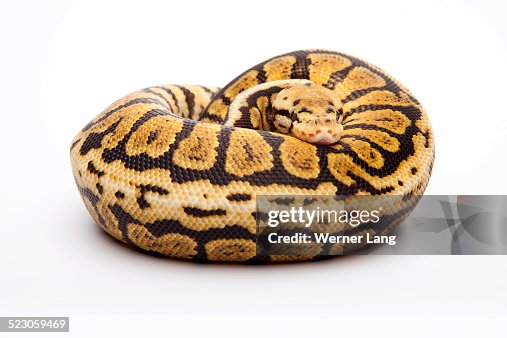 Royal python -Python regius-, Powerball, male, reptile breeder Willi Obermayer, Austria Royal python -Python regius-, Powerball, male, reptile breeder Willi Obermayer, Austria