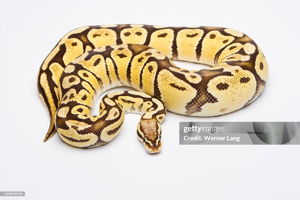 Currylow Python Reproduction Royal Python Python Regius Vanilla Super Pastel Female Willi Obermayer ...