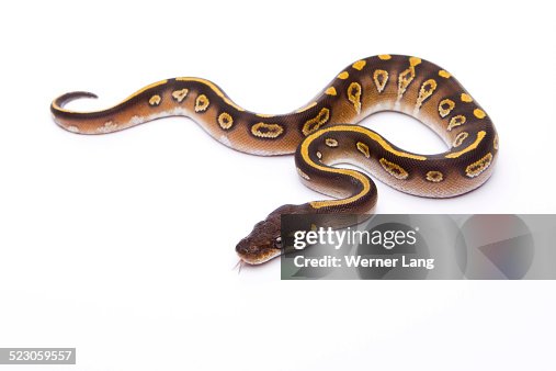 Royal Python -Python regius-, Mojave Black Head, male, Markus Theimer reptile breeding, Austria Royal Python -Python regius-, Mojave Black Head, male, Markus Theimer reptile breeding, Austria