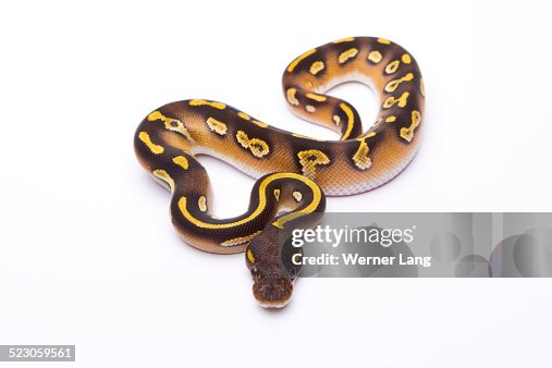 Royal Python -Python regius-, Mojave Black Head, male, Markus Theimer reptile breeding, Austria Royal Python -Python regius-, Mojave Black Head, male, Markus Theimer reptile breeding, Austria
