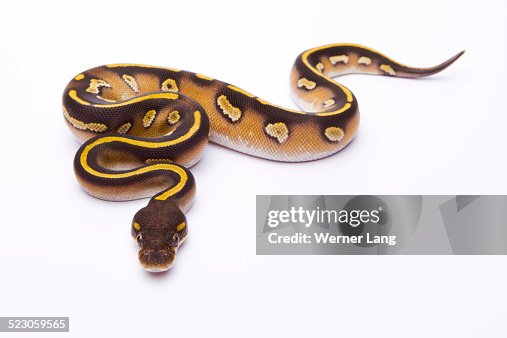 Royal Python -Python regius-, Mojave Black Head, female, Markus Theimer reptile breeding, Austria Royal Python -Python regius-, Mojave Black Head, female, Markus Theimer reptile breeding, Austria