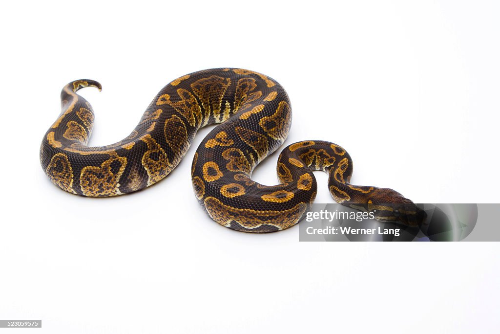 Currylow Python Reproduction Royal Python Python Regius Super Granite Male Markus Theimer Reptile ...