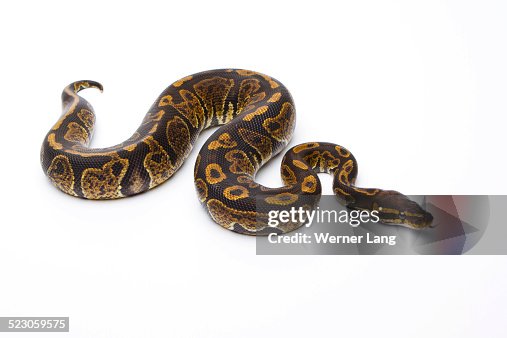 Royal Python -Python regius-, Super Granite, male, Markus Theimer reptile breeding, Austria Royal Python -Python regius-, Super Granite, male, Markus Theimer reptile breeding, Austria