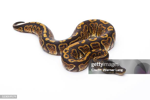 royal python -python regius-, super granite, female, markus theimer reptile breeding, austria - ball python stock pictures, royalty-free photos & images