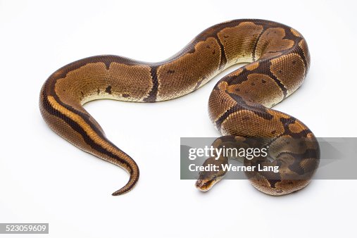 royal python (python regius), 3-year-old female stock... Royal Python Python Regius Super Venom Female Markus Theimer Reptile ...