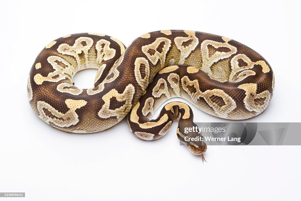 Royal Python Python Regius Mojave Razor Female Markus Theimer Reptile ...