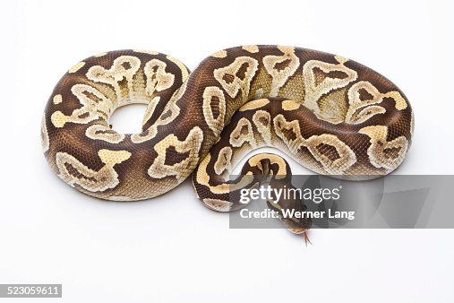 Royal Python -Python regius-, Mojave Razor, female, Markus Theimer reptile breeding, Austria Royal Python -Python regius-, Mojave Razor, female, Markus Theimer reptile breeding, Austria
