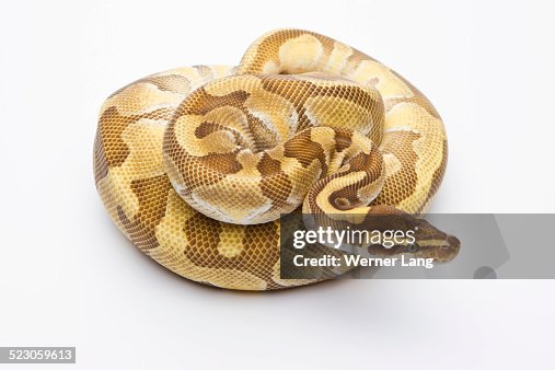 Royal Python -Python regius-, Butter Enchi, male, Markus Theimer reptile breeding, Austria Royal Python -Python regius-, Butter Enchi, male, Markus Theimer reptile breeding, Austria