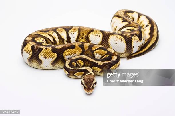 Theimer Photos and Premium High Res Pictures - Getty Images