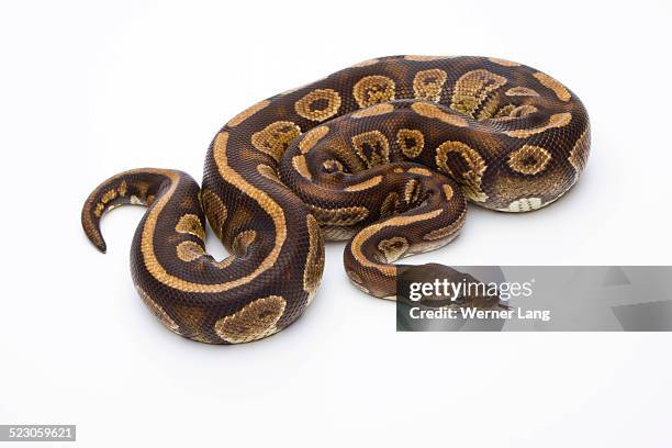 royal python -python regius-, fefe, male, markus theimer reptile breeding, austria - ball python stock pictures, royalty-free photos & images