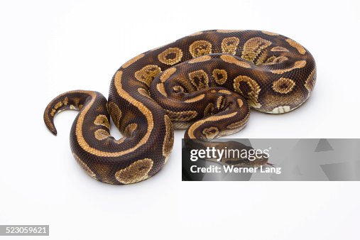 Royal Python -Python regius-, Fefe, male, Markus Theimer reptile breeding, Austria Royal Python -Python regius-, Fefe, male, Markus Theimer reptile breeding, Austria