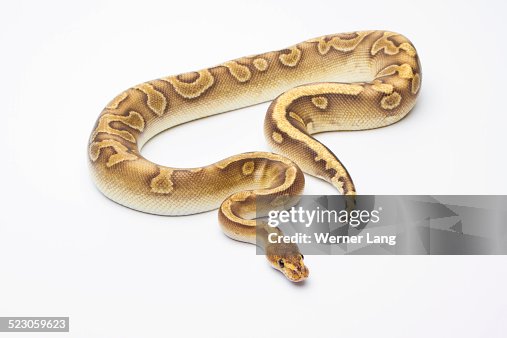 Royal Python -Python regius-, Champagne, male, Markus Theimer reptile breeding, Austria Royal Python -Python regius-, Champagne, male, Markus Theimer reptile breeding, Austria
