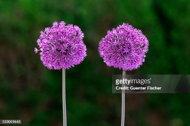 flowering onion -alium aflatunense-, europe - alium stock pictures, royalty-free photos & images