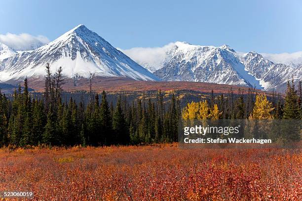 american dwarf birch, resin birch or shrub birch -betula glandulosa- in indian summer, autumn, leaves in fall colours, st. elias mountains, kluane and boundary ranges behind, kluane national park and reserve, yukon territory, canada - nature reserve stock pictures, royalty-free photos & images