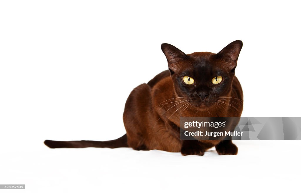 Burmese cat