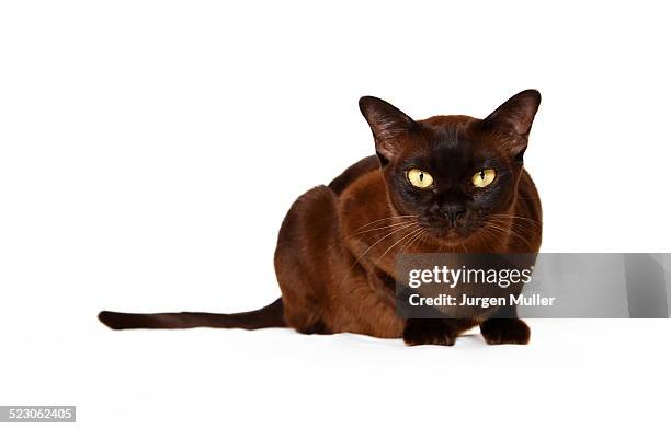 burmese cat - burmese cat 個照片及圖片檔