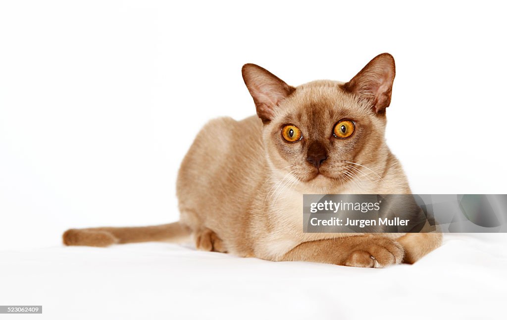 Burmese cat