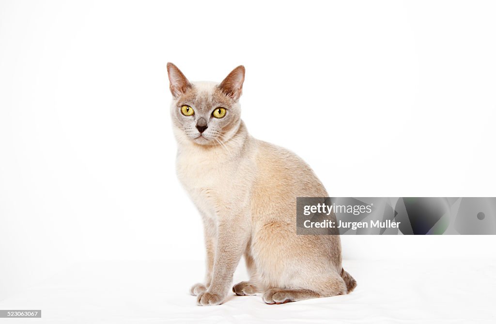 Burmese cat