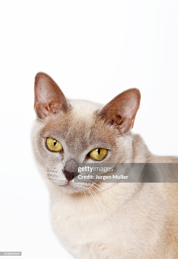 Burmese cat, portrait