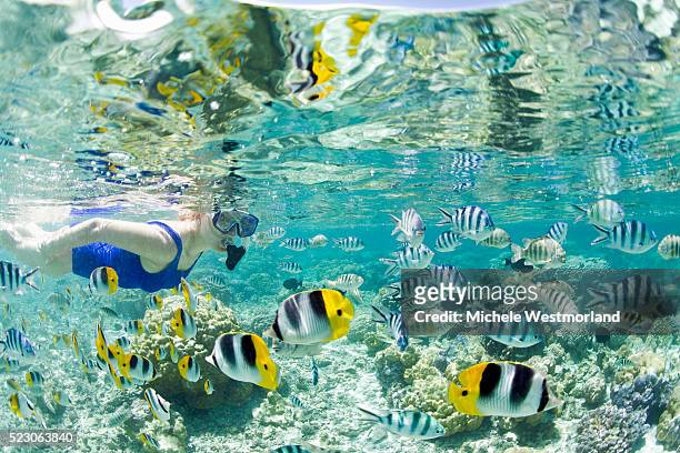 woman snorkeling among tropical fish in bora-bora lagoon - bora bora fotografías e imágenes de stock