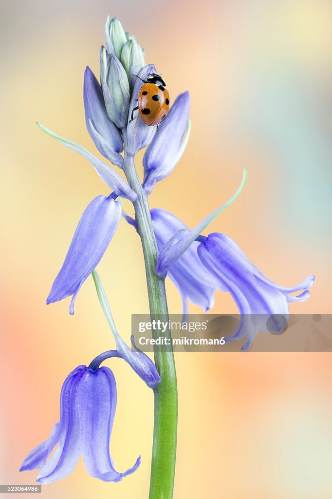 Ladybug on bluebell flower