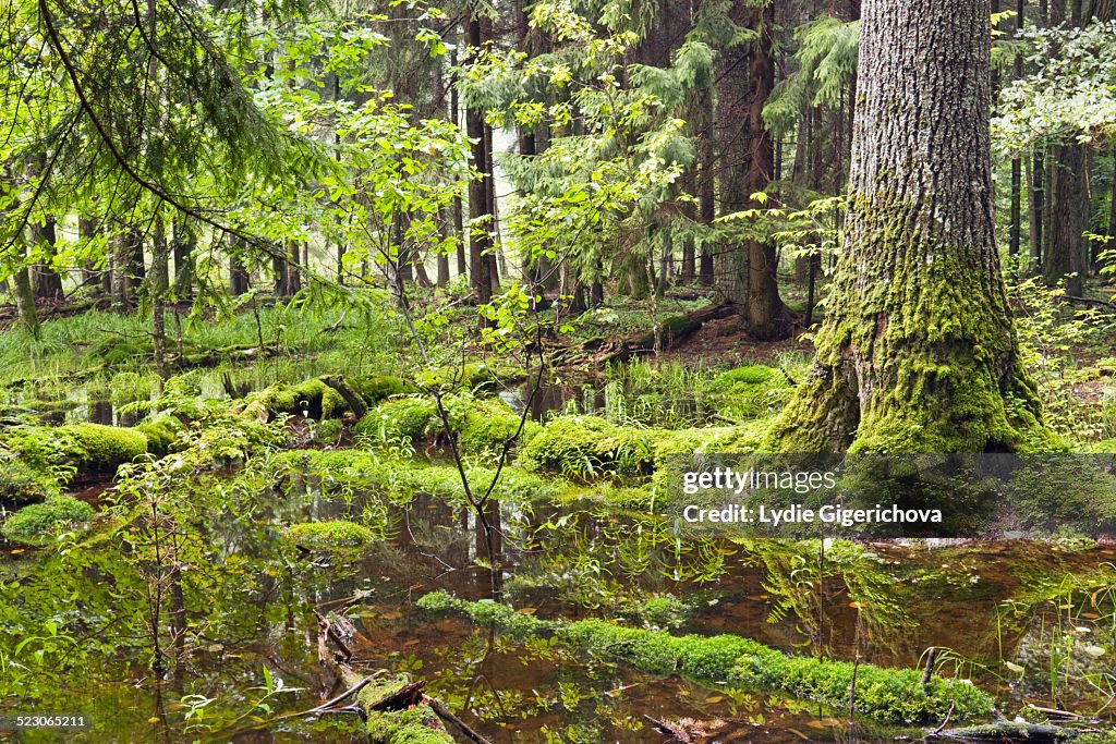 Bialowieza Forest, Bialowieza National Park, Poland, Europe