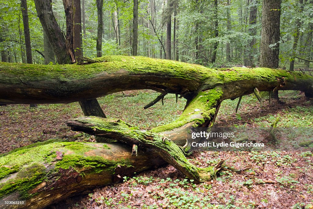 Fallen tree, moss-covered, Bialowieza Forest, Bialowieza National Park, Poland, Europe