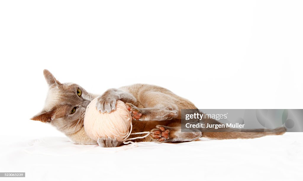 Burmese cat playing with ball of wool