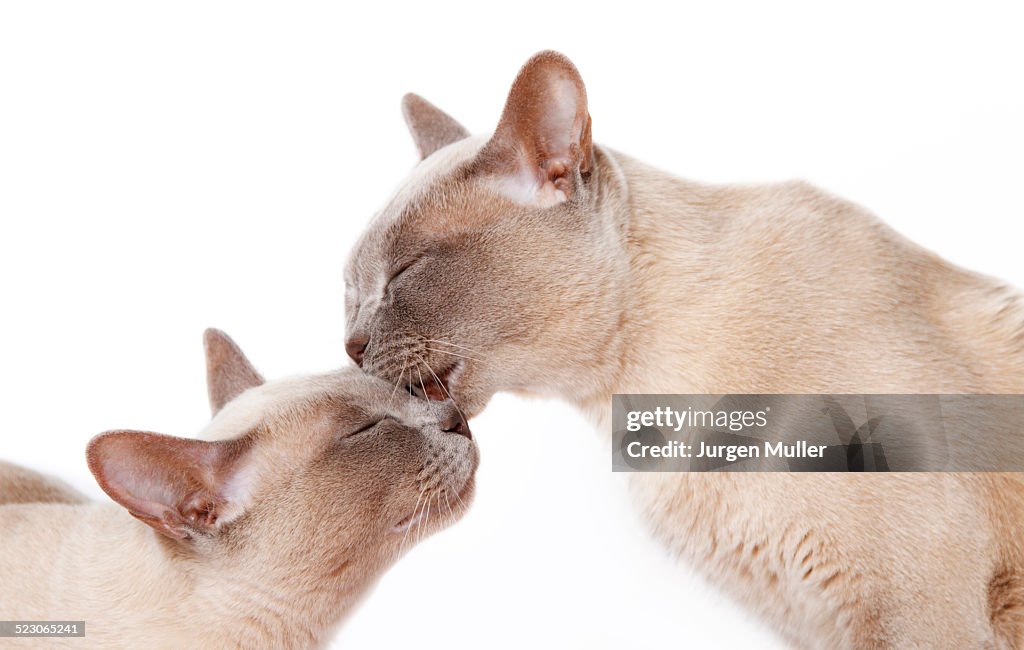 Burmese cats, cuddling