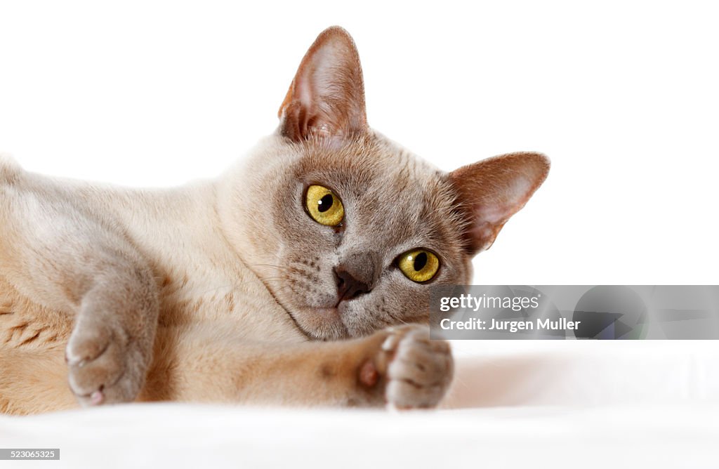 Burmese cat