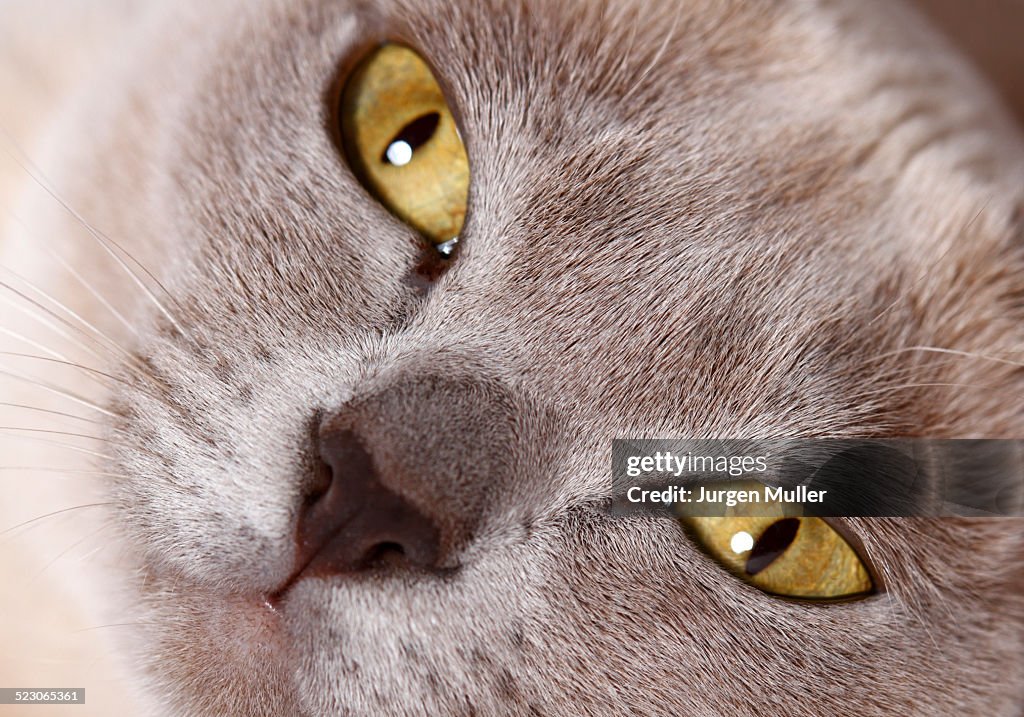 Burmese cat