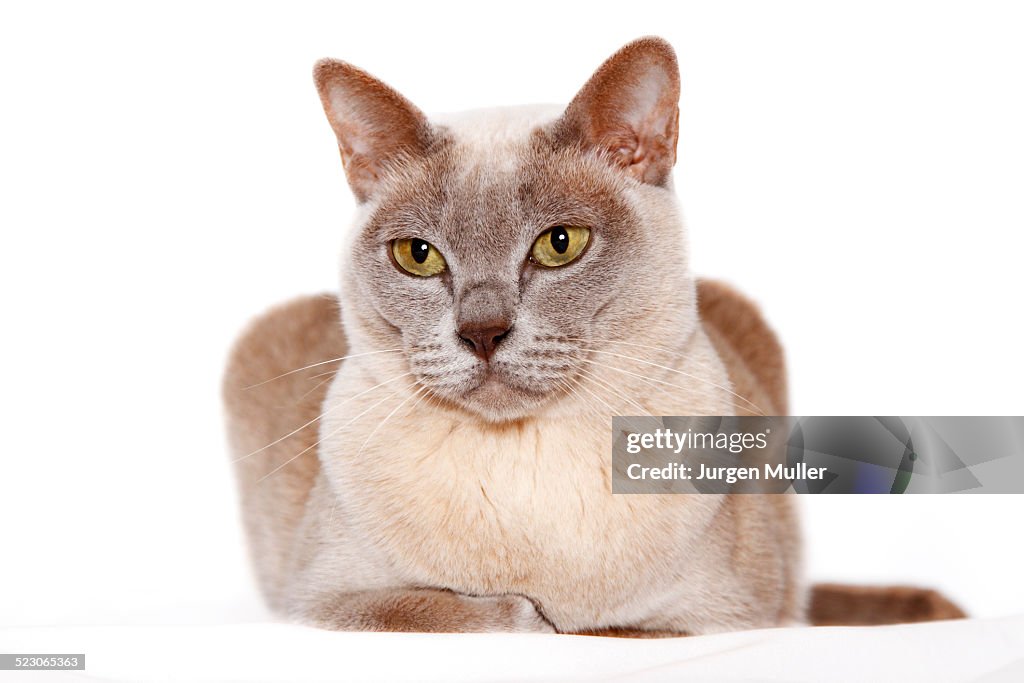 Burmese cat