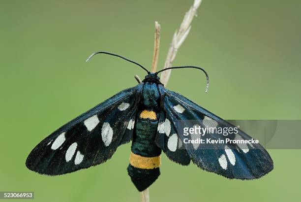 nine-spotted moth -amata phegea- - nine spotted moth stock pictures, royalty-free photos & images