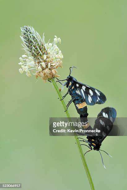 nine-spotted moth -amata phegea- on plantain - amata phegea stock pictures, royalty-free photos & images