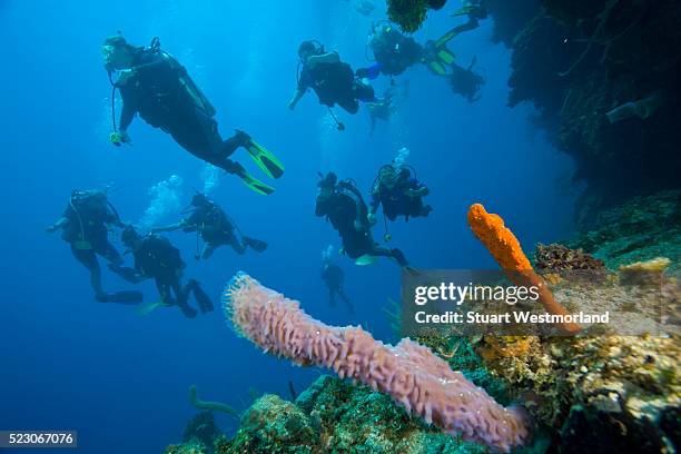 scuba divers in caribbean waters - roatan stock pictures, royalty-free photos & images