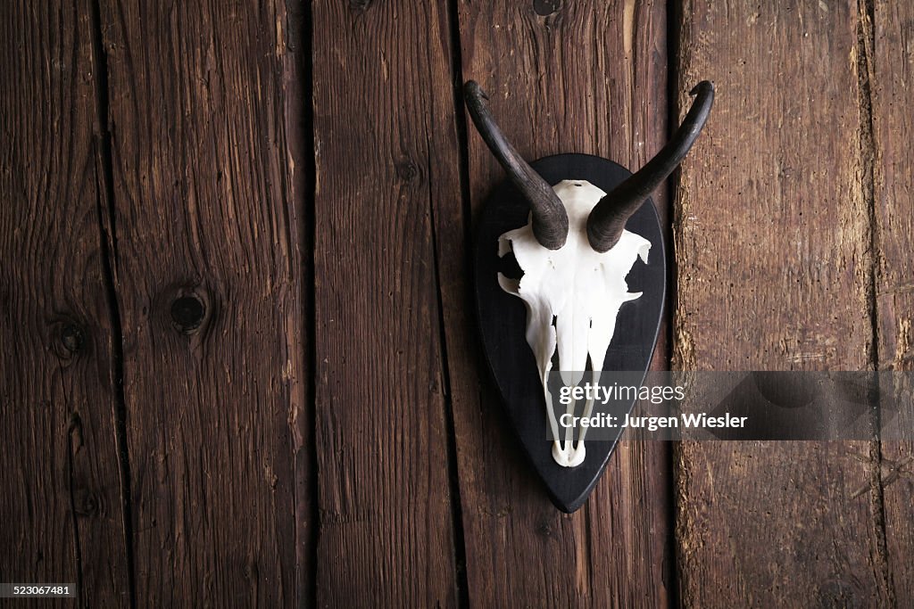 Skull of a Chamois -Rupicapra rubicapra- on a rustic wooden wall