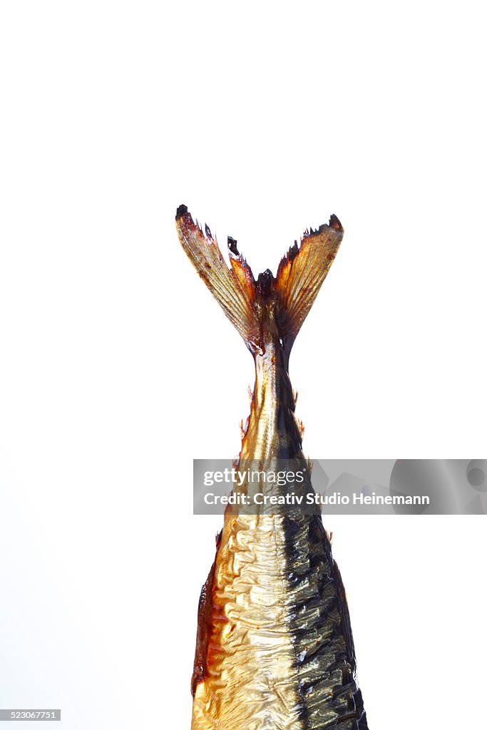 Tail of a smoked Mackerel -Scomber scombrus-