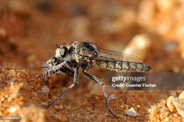 wasp robber fly with prey, goegap nature reserve, namaqualand, south africa, africa - african wasp stock pictures, royalty-free photos & images