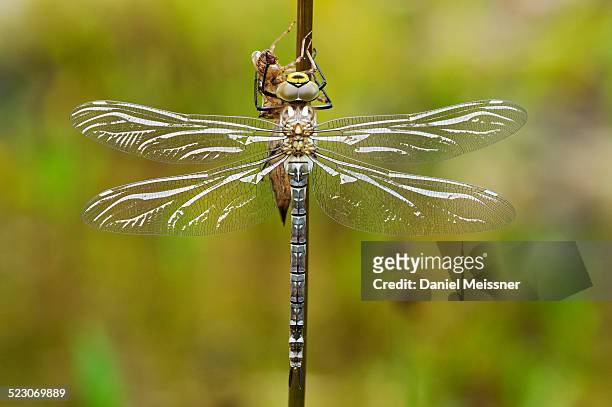 large emperor dragonfly -anax imperator-, freshly hatched, still drying and not fully coloured, bavaria, germany, europe - anax imperator stockfoto's en -beelden