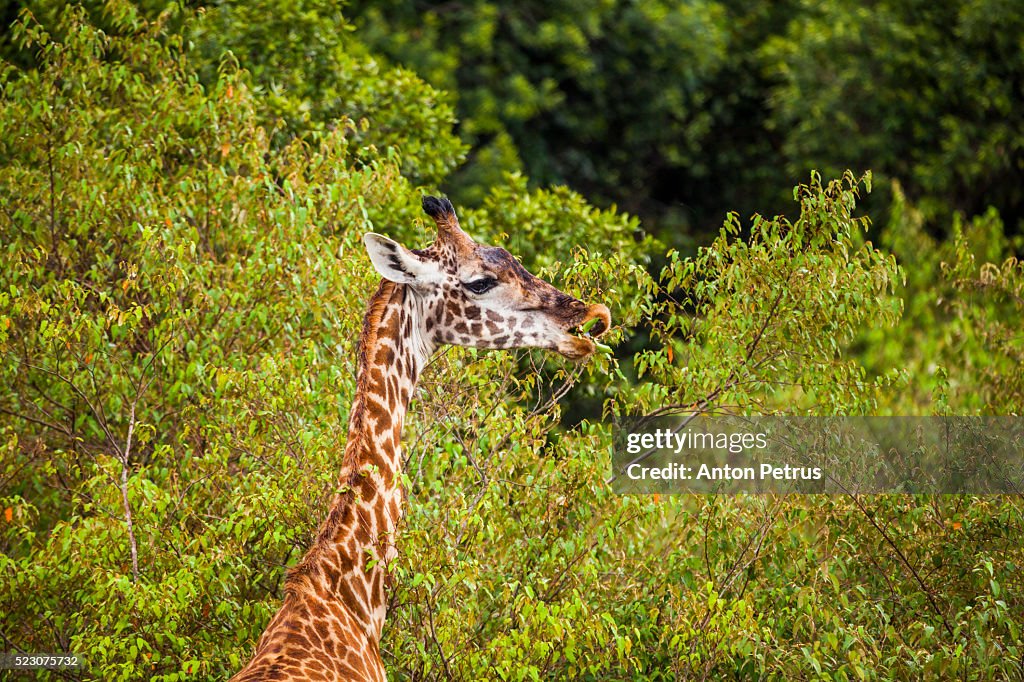 Maasai giraffe. Masai Mara, Kenya