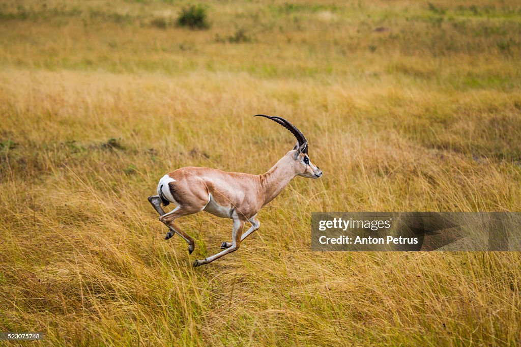 Gazelle grant. Masai Mara.