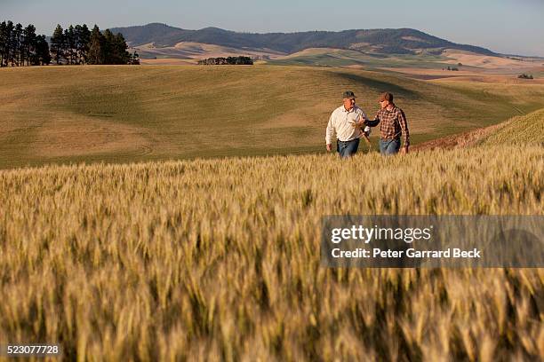 two people walking in wheat field - agricultural policy stock pictures, royalty-free photos & images