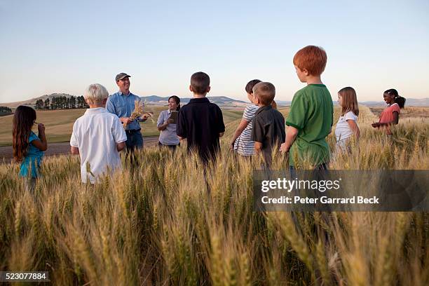 children (6-7) on trip in wheat field - kids farm stock-fotos und bilder