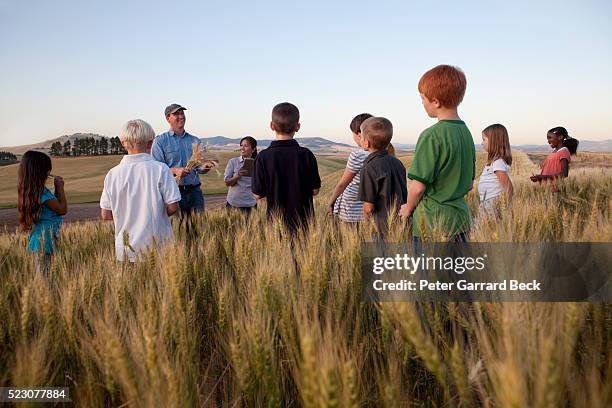 children (6-7) on trip in wheat field - field trip ストックフォトと画像